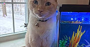 Snowy joined the competition — help win amazing prizes! animal, aquarium, blue_eyes, cat, collar, colorful, curious, decoration, feline, fish, fish_tank, furniture, home, indoor, nature, pet, plant, poinsettia, snow, window