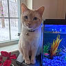 Snowy joined the competition — help win amazing prizes! cat, fish_tank, fish, plant, window, snow, indoor, poinsettia, blue_eyes, aquarium, pet, animal, feline, collar, home, furniture, decoration, colorful, nature, curious