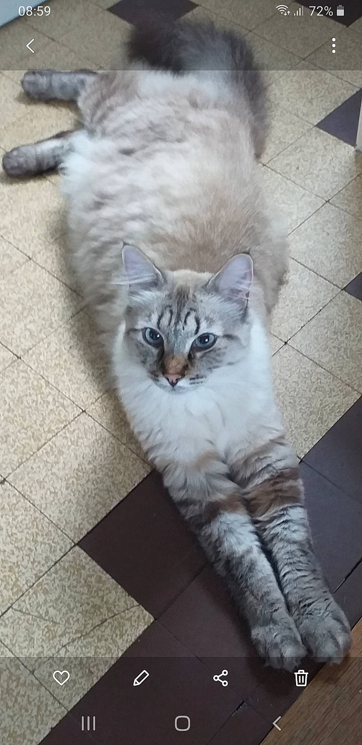 Prince participe au concours pour gagner de l'argent avec cette photo : carnivore, cat, domestic_short_haired_cat, eye, felidae, floor, flooring, fur, grey, hair, head, iris, paw, road_surface, small_to_medium_sized_cats, snout, tail, tire, whiskers, window