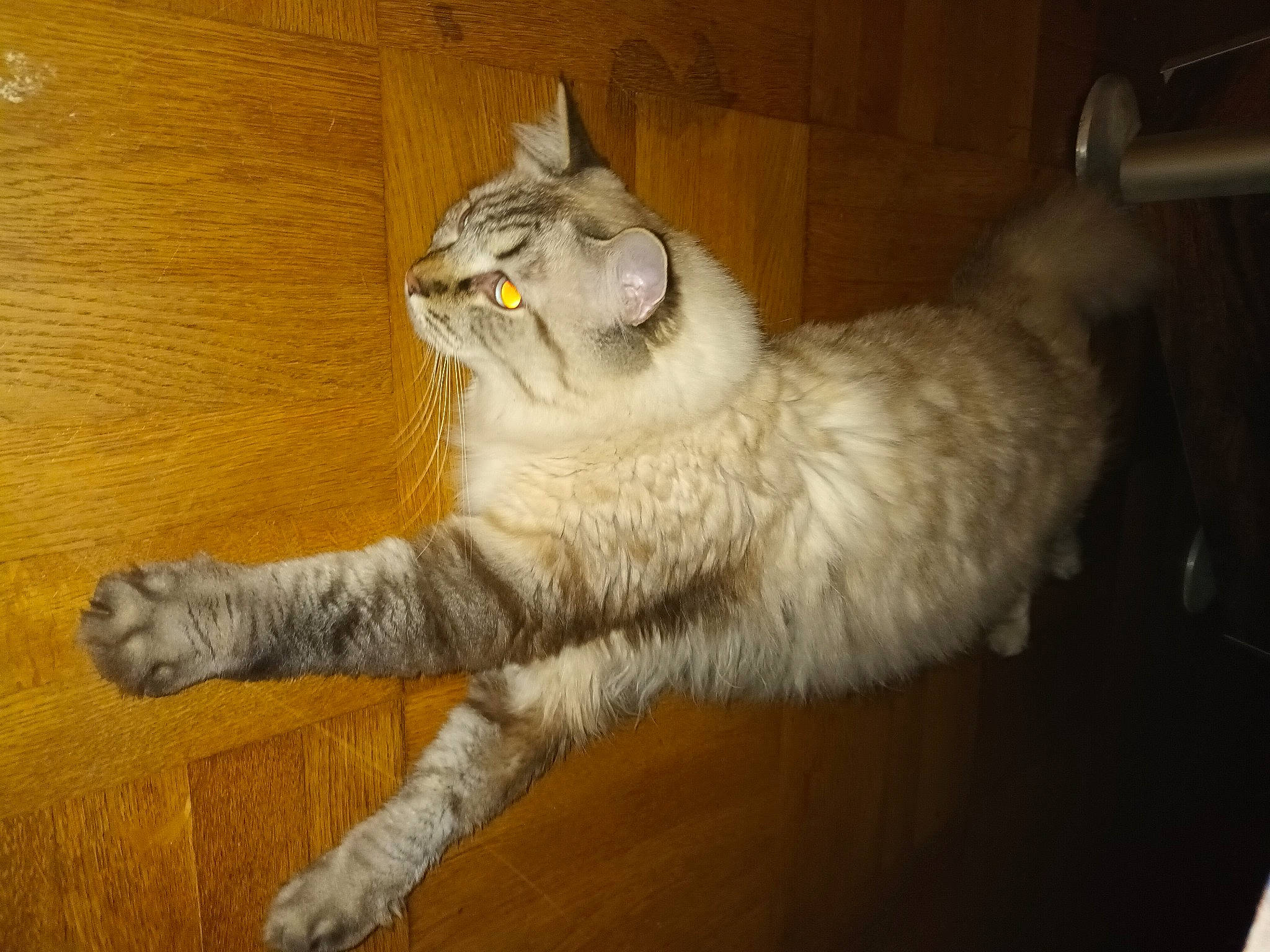 Prince participe au concours pour gagner de l'argent avec cette photo : carnivore, cat, claw, domestic_short_haired_cat, fawn, felidae, flooring, fur, hardwood, paw, small_to_medium_sized_cats, snout, tail, terrestrial_animal, whiskers, wood