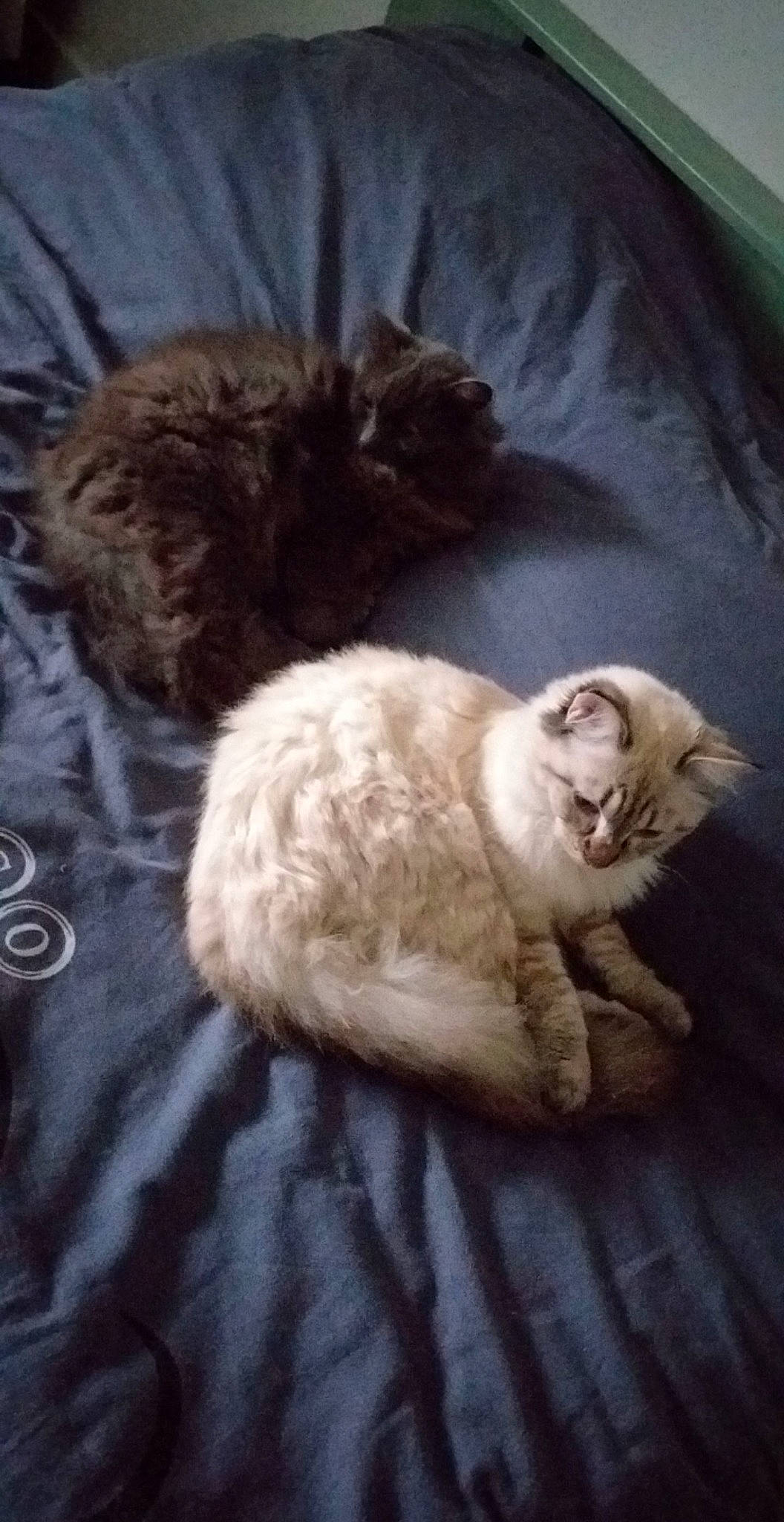 Prince a rejoint le concours — aidez-le/la à gagner de superbes lots ! canidae, carnivore, cat, cat_bed, claw, comfort, domestic_short_haired_cat, fawn, felidae, fur, linens, nap, paw, sleep, small_to_medium_sized_cats, snout, tail, terrestrial_animal, whiskers, wood