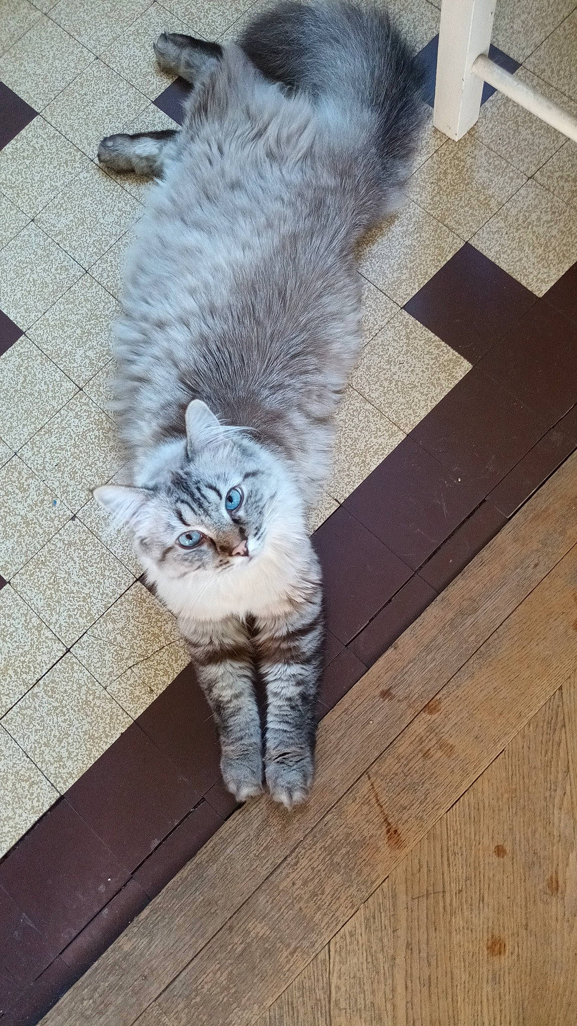 Prince a rejoint le concours — aidez-le/la à gagner de superbes lots ! carnivore, cat, eye, fawn, felidae, floor, flooring, fur, grey, hardwood, human_leg, mammal, paw, road_surface, small_to_medium_sized_cats, snout, tail, terrestrial_animal, whiskers, wood