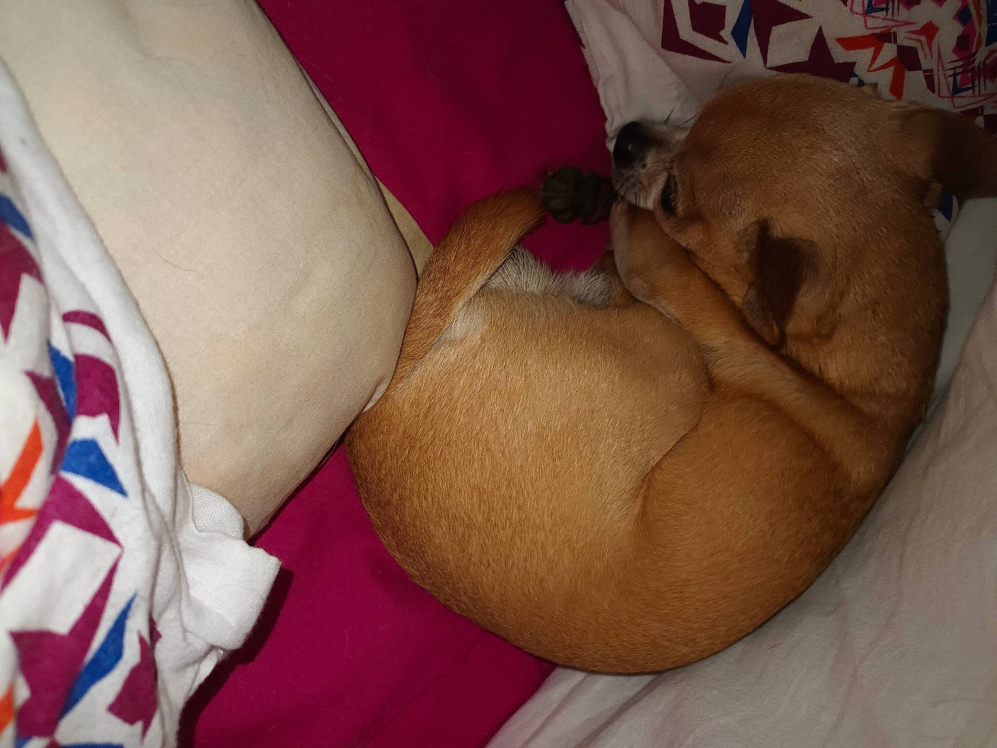 Lucky a rejoint le concours — aidez-le/la à gagner de superbes lots ! abdomen, carnivore, chest, comfort, companion_dog, dog, dog_breed, elbow, fawn, flesh, foot, human_leg, knee, nap, navel, stomach, thigh, trunk, undergarment, wrist