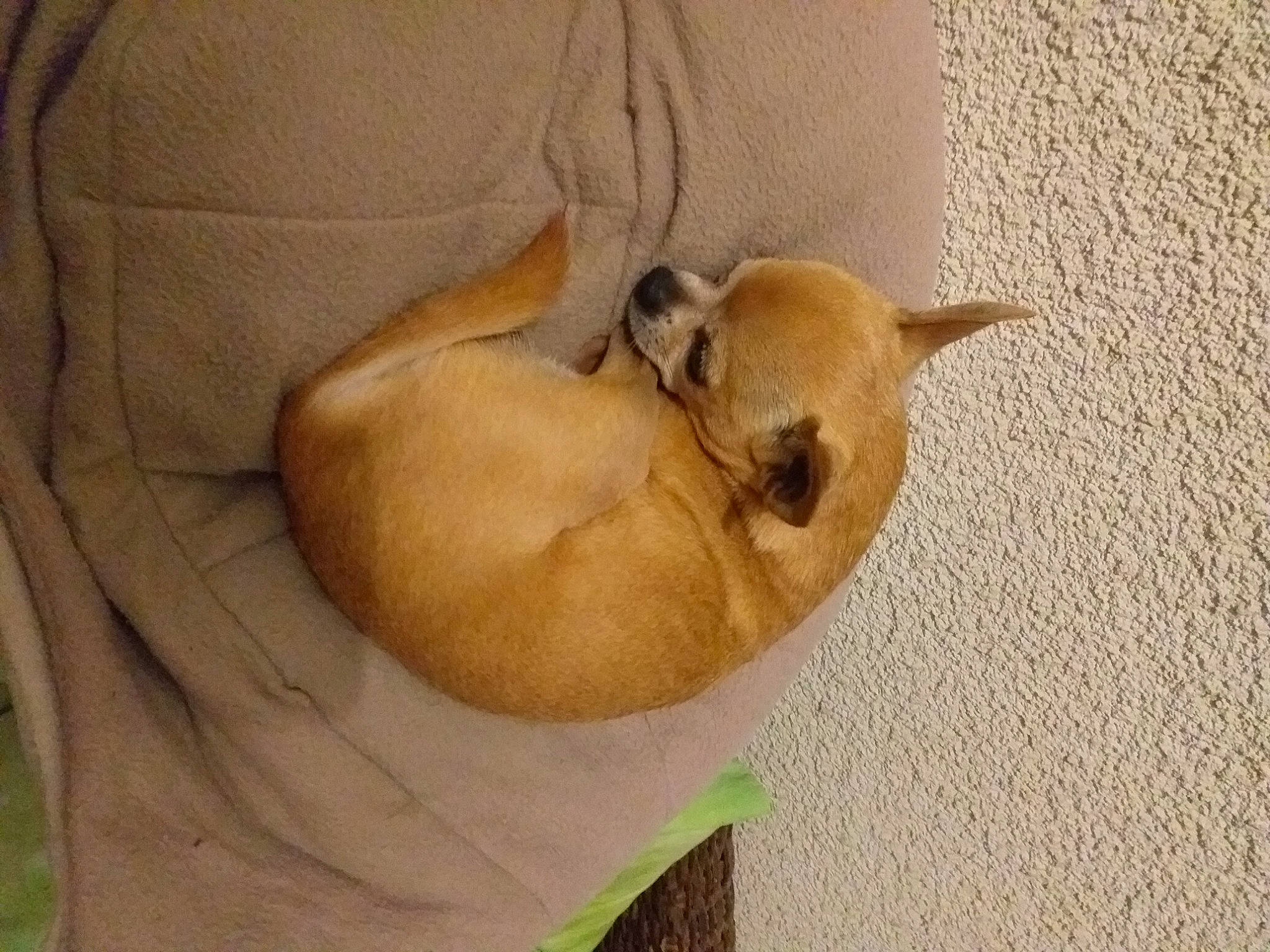 Lucky a rejoint le concours — aidez-le/la à gagner de superbes lots ! ancient_dog_breeds, carnivore, comfort, companion_dog, dog, dog_breed, fawn, linens, nap, non_sporting_group, sporting_group, tail, toy_dog, wood