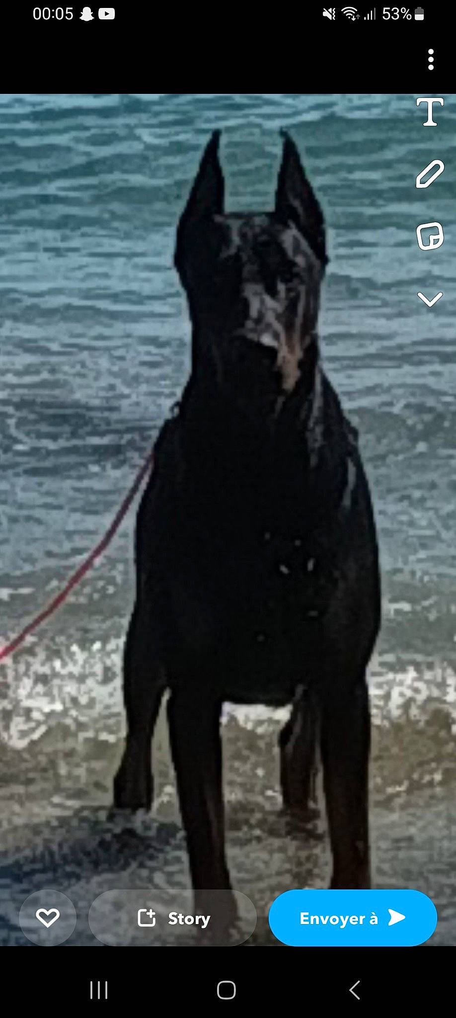 Atila participe au concours pour gagner de l'argent avec cette photo : beach, canidae, carnivore, dog, dog_breed, guard_dog, non_sporting_group, snout, sporting_group, tail, terrestrial_animal, water, wildlife, working_animal, working_dog