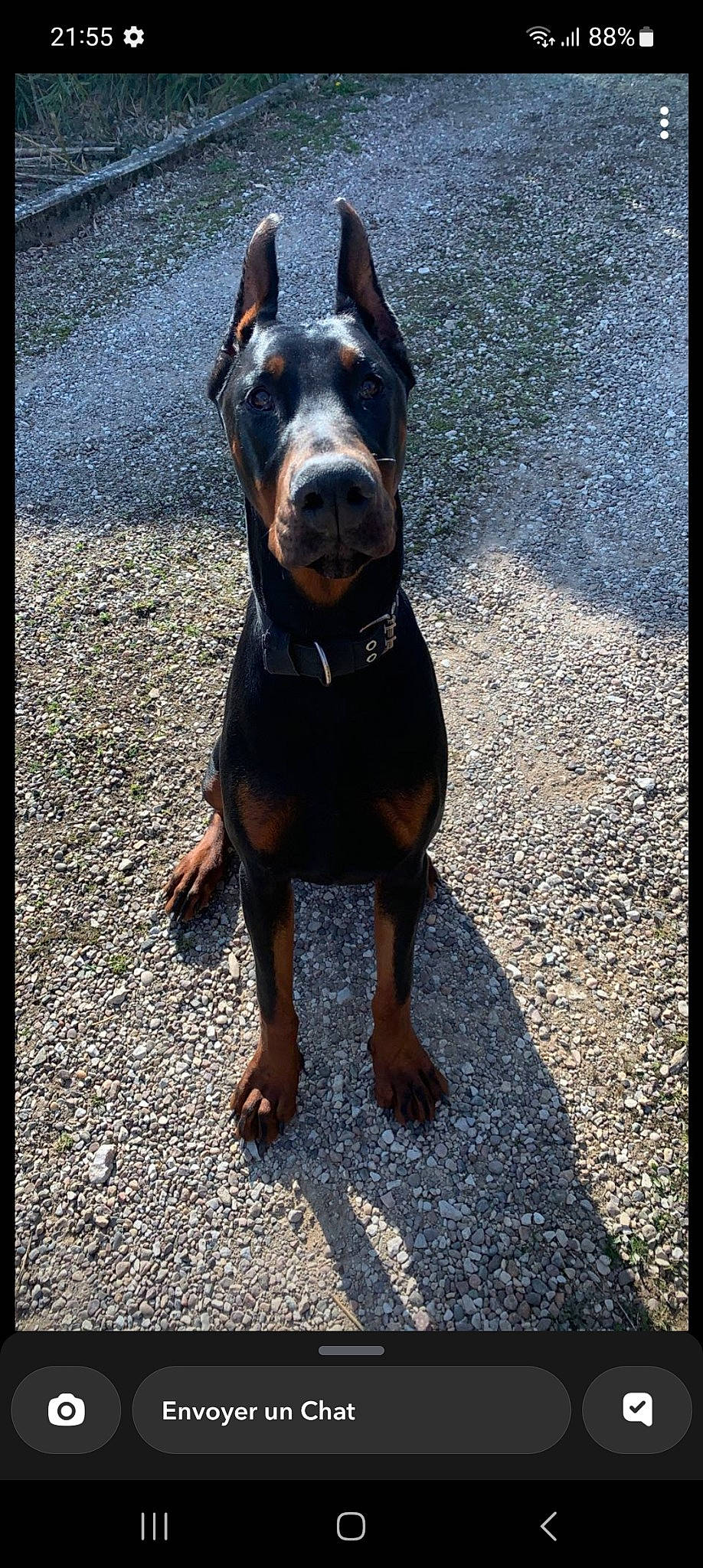 Atila a rejoint le concours — aidez-le/la à gagner de superbes lots ! canidae, carnivore, collar, companion_dog, dog, dog_breed, dog_collar, electric_blue, fawn, guard_dog, hunting_dog, liver, pet_supply, plant, road_surface, sporting_group, toy_dog, whiskers, working_animal, working_dog