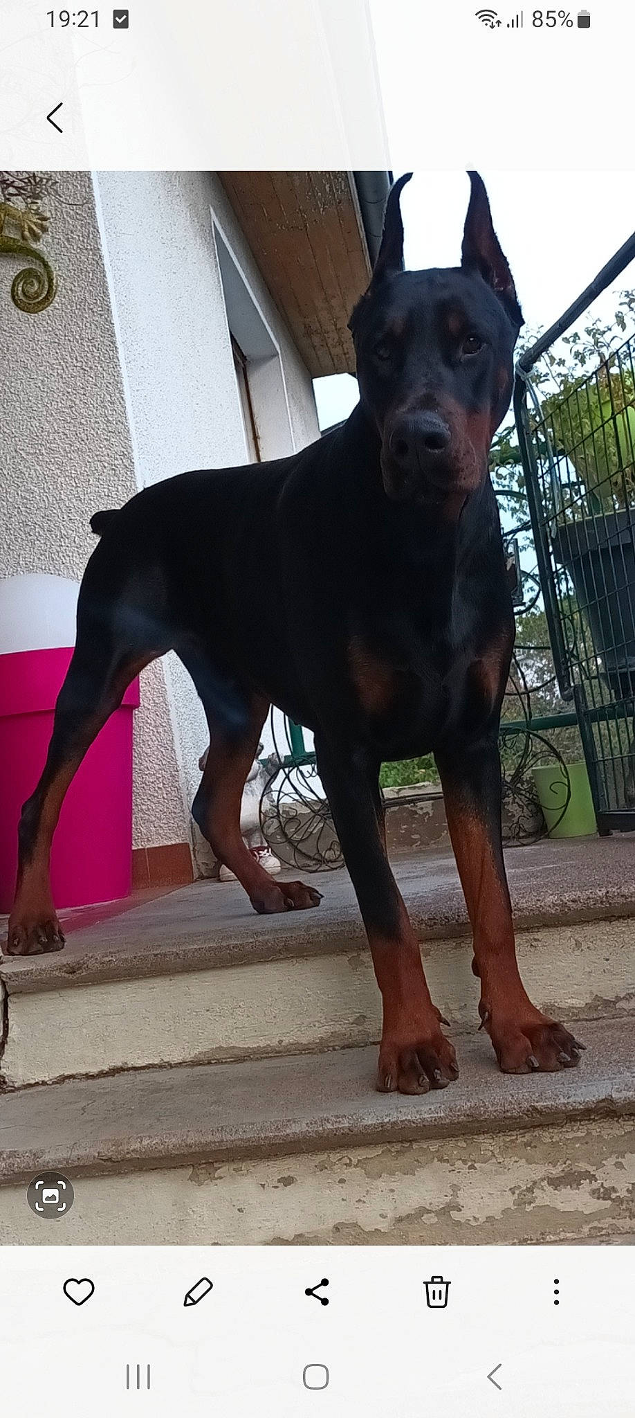 Atila a rejoint le concours — aidez-le/la à gagner de superbes lots ! ancient_dog_breeds, carnivore, collar, companion_dog, dog, dog_breed, dog_collar, door, fawn, flooring, guard_dog, hunting_dog, liver, pet_supply, plant, sporting_group, terrestrial_animal, working_animal, working_dog