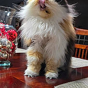 Fiona is registered to the contest to win money with this photo: cat, fluffy, licking, tongue_out, table, wooden_table, ornaments, glass_vase, red_balls, silver_balls, dining_room, chair, indoor, pet, feline, whiskers, fur, close_up, domestic_animal, home