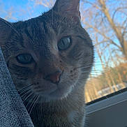 Darla joined the competition — help win amazing prizes! cat, tabby, curious, indoor, window, curtain, blue_sky, tree, nature, whiskers, pet, animal, feline, closeup, face, paw, sunlight, daytime, cozy, home