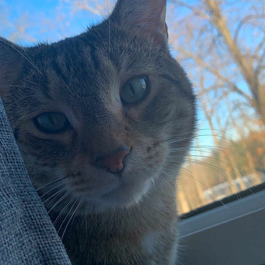 Darla joined the competition — help win amazing prizes! cat, tabby, curious, indoor, window, curtain, blue_sky, tree, nature, whiskers, pet, animal, feline, closeup, face, paw, sunlight, daytime, cozy, home