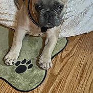 Dumbo is registered to the contest to win money with this photo: animal, blanket, collar, companion, cute, dog, domestic_animal, ears, french_bulldog, fur, indoor, looking, mat, paw, paw_print, pet, puppy, resting, wood_floor, young