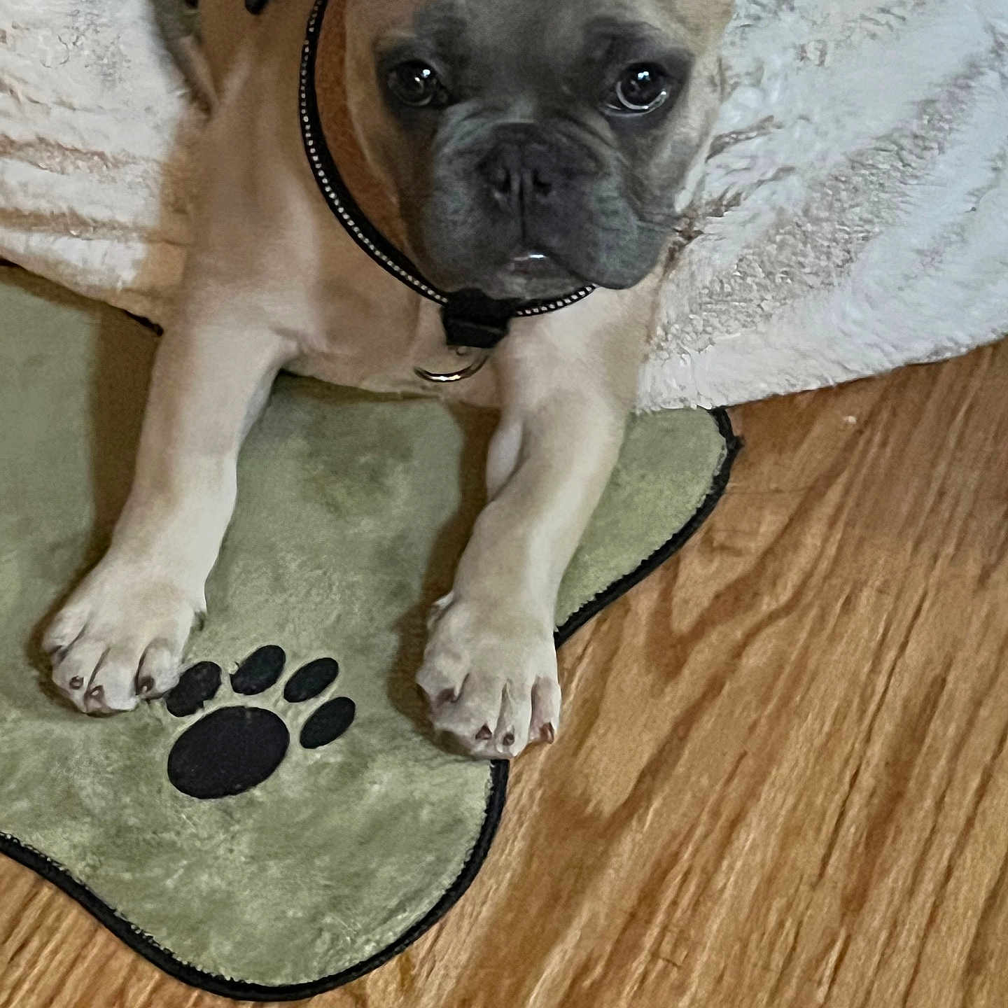 Dumbo