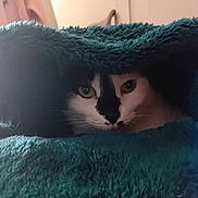 Paco a rejoint le concours — aidez-le/la à gagner de superbes lots ! cat, black_and_white, blanket, cozy, indoor, pet, fur, animal, face, whiskers, green_eyes, cute, resting, soft_texture, hidden, curious, teal, closeup, comfort, domestic