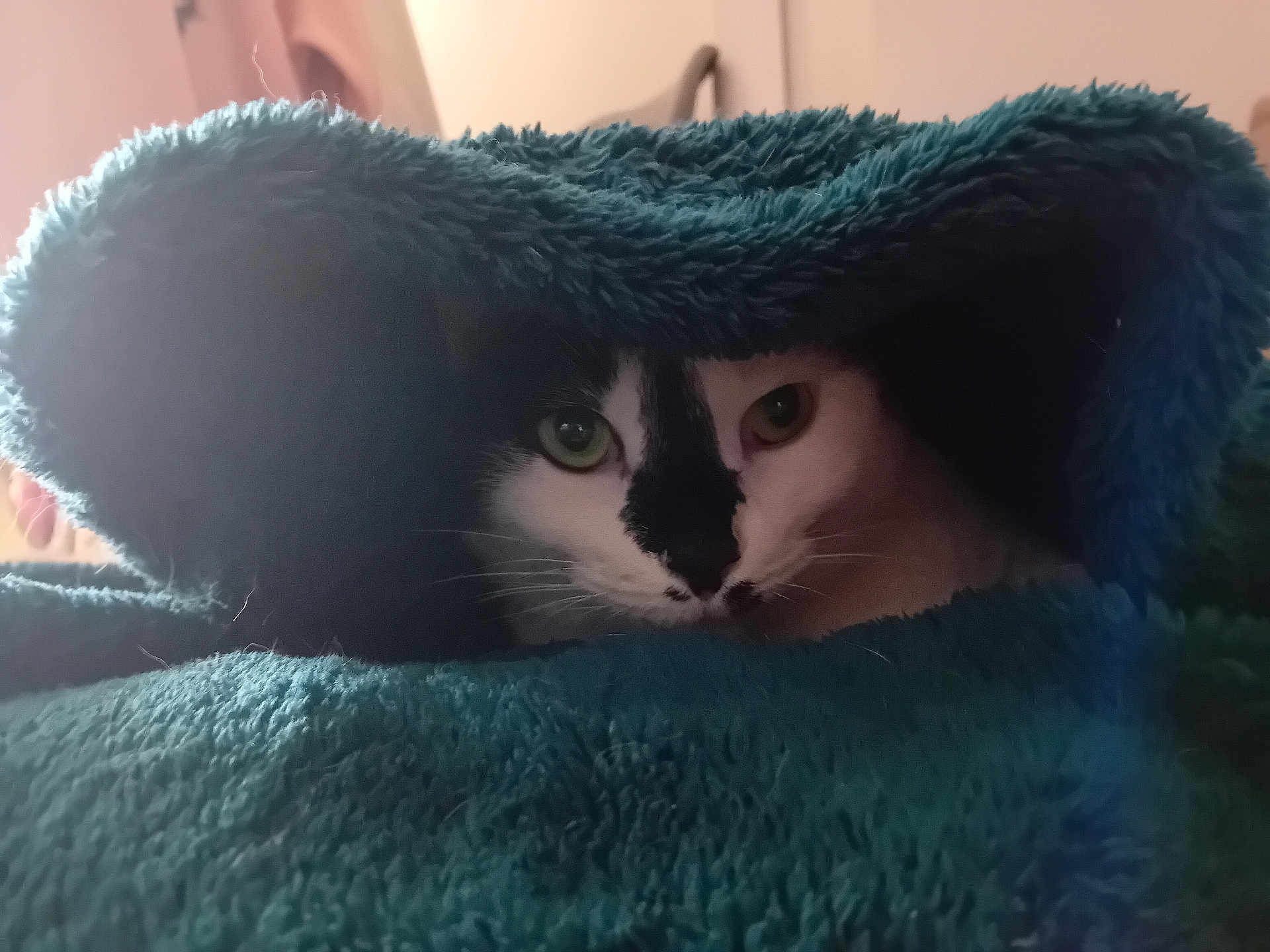 Paco