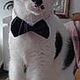 Paco a rejoint le concours — aidez-le/la à gagner de superbes lots ! cat, black_and_white, bow_tie, pet, indoor, feline, sitting, cardboard_box, whiskers, close_up, animal, cute, domestic_cat, portrait, fur, eyes, ears, face, pet_accessory, household