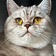 Vaya participe au concours pour gagner de l'argent avec cette photo : cat, close_up, yellow_eyes, whiskers, fur, portrait, animal, pet, feline, domestic_cat, soft_light, indoor, muzzle, ears, nose, looking_up, cute, alert, detail, background_blur