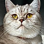 cat, close_up, yellow_eyes, whiskers, fur, portrait, animal, pet, feline, domestic_cat, soft_light, indoor, muzzle, ears, nose, looking_up, cute, alert, detail, background_blur