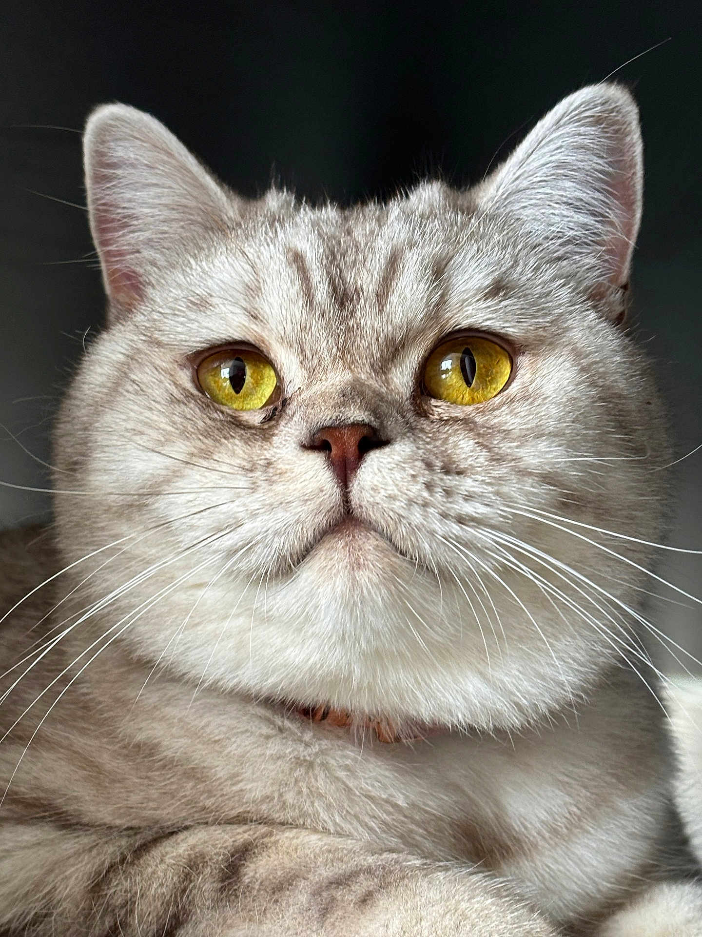 Vaya participe au concours pour gagner de l'argent avec cette photo : cat, close_up, yellow_eyes, whiskers, fur, portrait, animal, pet, feline, domestic_cat, soft_light, indoor, muzzle, ears, nose, looking_up, cute, alert, detail, background_blur