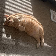 Wilbur joined the competition — help win amazing prizes! cat, orange_cat, carpet, sunlight, shadow, striped_shadow, window_blinds, indoor, relaxed, lazy, pet, feline, lying_down, cozy, home, floor, sleepy, cute, animal, domestic_cat