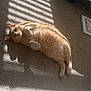 cat, orange_cat, carpet, sunlight, shadow, striped_shadow, window_blinds, indoor, relaxed, lazy, pet, feline, lying_down, cozy, home, floor, sleepy, cute, animal, domestic_cat