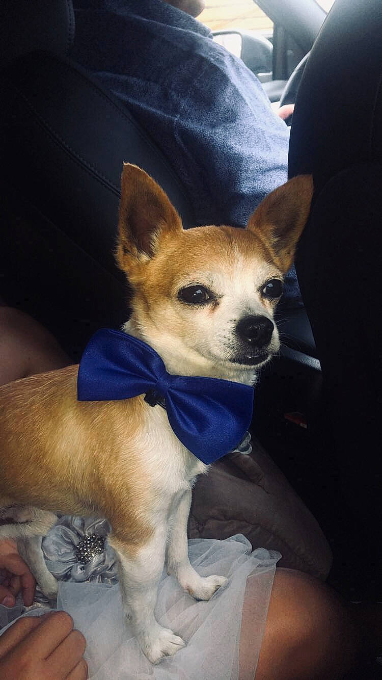 Bambi a rejoint le concours — aidez-le/la à gagner de superbes lots ! canidae, carnivore, chihuahua, companion_dog, corgi_chihuahua, dog, dog_breed, ear, fawn, mammal, miniature_fox_terrier, puppy, rare_breed_dog, snout, teddy_roosevelt_terrier, tenterfield_terrier, toy_dog, toy_fox_terrier, vertebrate, whiskers