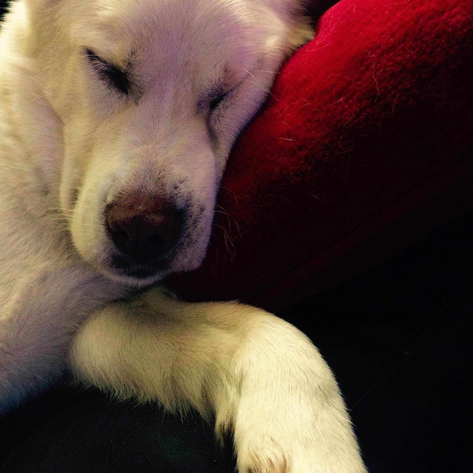 Duke is registered to the contest to win money with this photo: