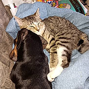 Gidget The Midget joined the competition — help win amazing prizes! cat, dog, tabby_cat, blanket, snuggling, sleeping, pet, indoor, cozy, friendship, animal, fur, resting, companion, cute, domestic_animal, couch, brown, black, white