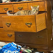 Sharkeisha is registered to the contest to win money with this photo: carpet, cat, clothes, clutter, curious, domestic, drawer, dresser, eyes, handle, home_interior, lounging, pet, pile, room, storage, tabby_cat, tail, television, wood_furniture