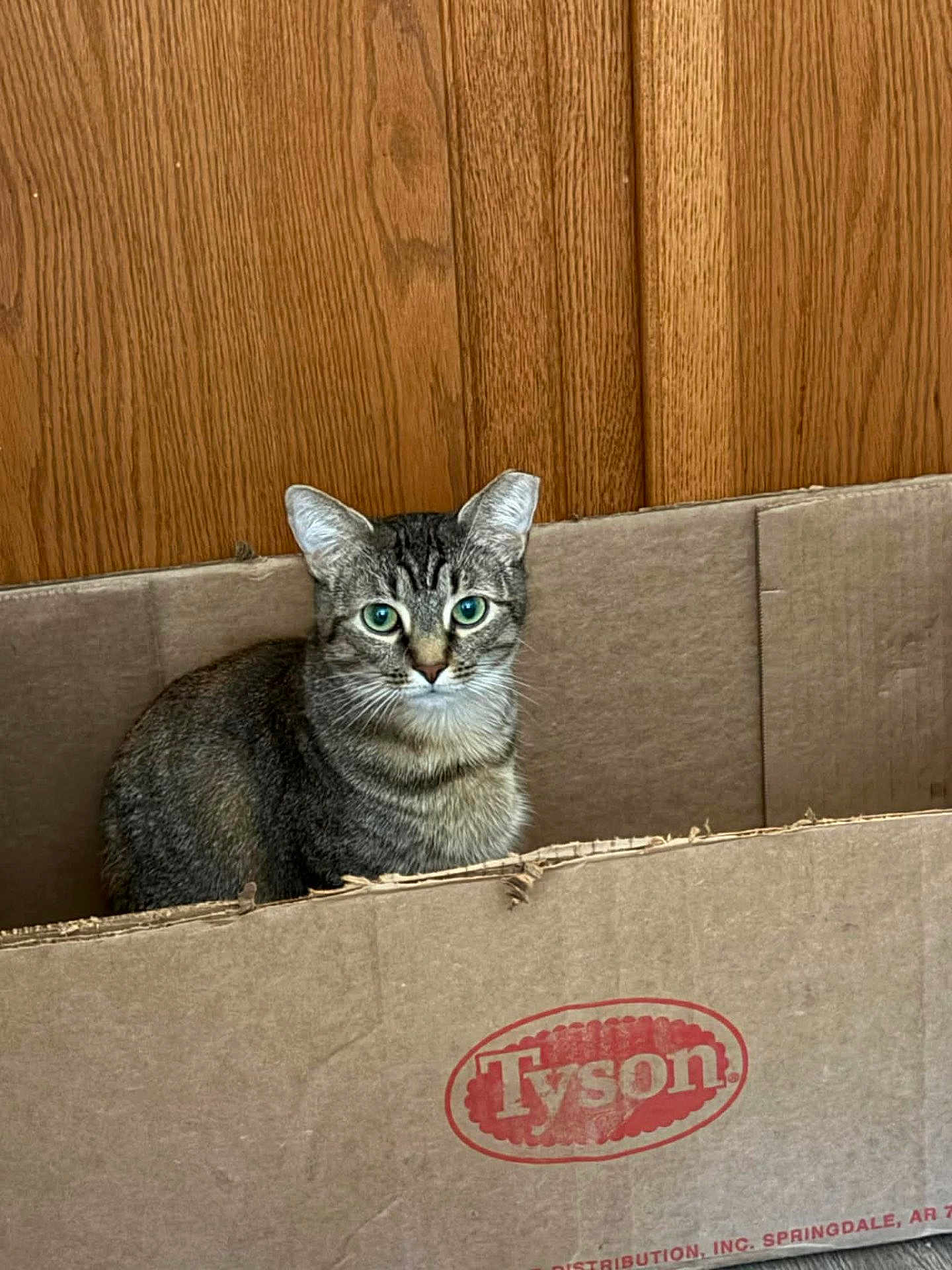 Sharkeisha is registered to the contest to win money with this photo: cat, tabby, cardboard_box, indoor, pet, feline, green_eyes, wood_paneling, curious, sitting, animal, domestic_cat, box, fur, whiskers, ears, cute, alert, looking, household