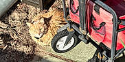 Shiloh joined the competition — help win amazing prizes! cat, orange_cat, fluffy, sunlight, outdoor, wheel, cart, red_cart, ground, sidewalk, shadow, pet, animal, fur, collar, relaxing, daylight, nature, curious, quiet