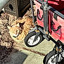 cat, orange_cat, fluffy, sunlight, outdoor, wheel, cart, red_cart, ground, sidewalk, shadow, pet, animal, fur, collar, relaxing, daylight, nature, curious, quiet
