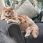 Shiloh joined the competition — help win amazing prizes! cat, feline, pet, fluffy, orange_cat, sofa, couch, pillow, throw_blanket, indoor, relaxed, resting, animal, fur, home, cozy, comfortable, armrest, domestic, living_room