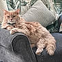 cat, feline, pet, fluffy, orange_cat, sofa, couch, pillow, throw_blanket, indoor, relaxed, resting, animal, fur, home, cozy, comfortable, armrest, domestic, living_room