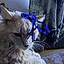 Shiloh is registered to the contest to win money with this photo: cat, fluffy, ribbon, blue_ribbon, indoor, curtains, carpet, animal, pet, whiskers, fur, closeup, resting, light, shadow, face, ears, nose, paws, home