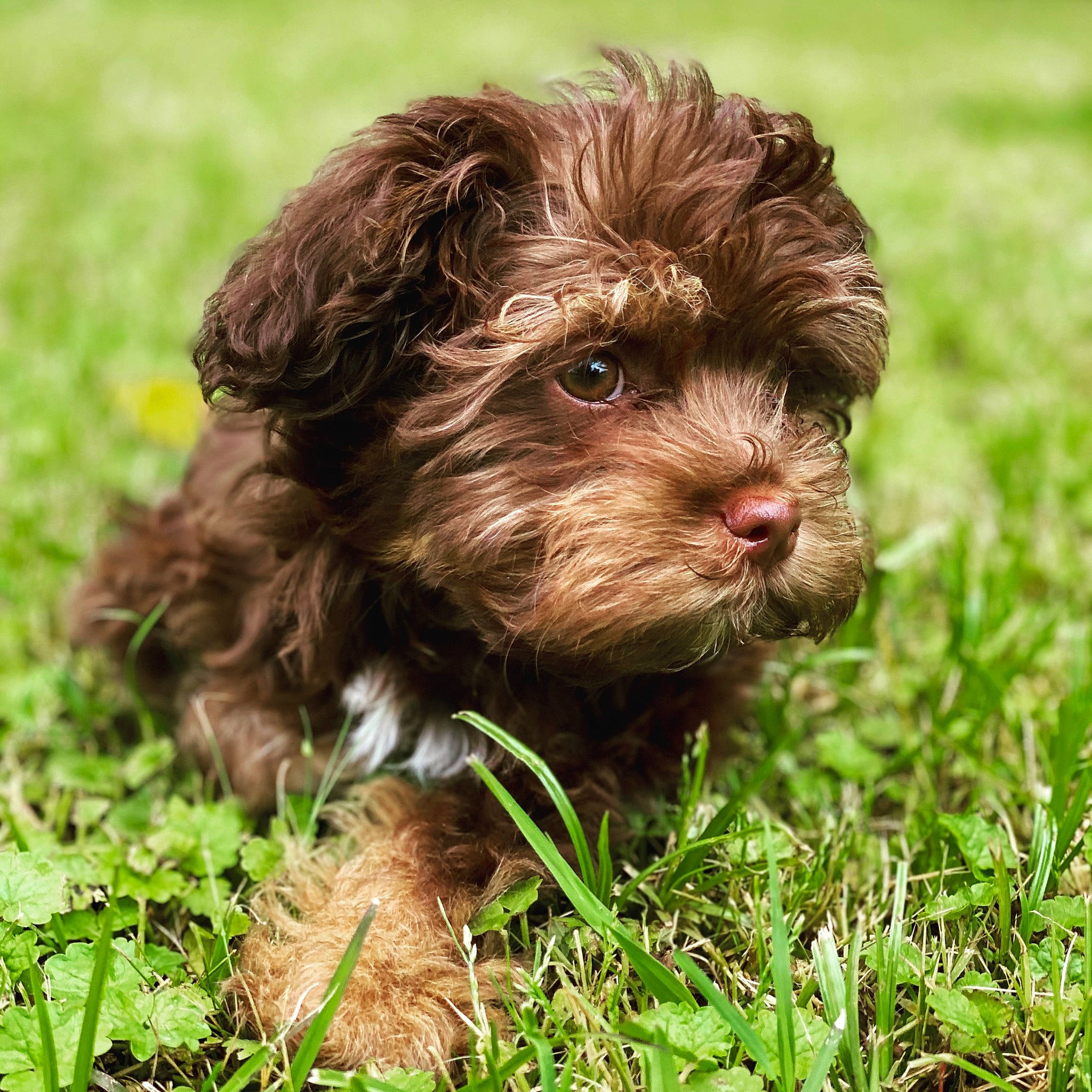 Rex joined the competition — help win amazing prizes! bolonka, canidae, carnivore, cockapoo, companion_dog, dog, dog_breed, havanese, liver, maltepoo, mammal, non_sporting_group, pekapoo, poodle_crossbreed, puppy, rare_breed_dog, schnoodle, shih_poo, sporting_group, vertebrate