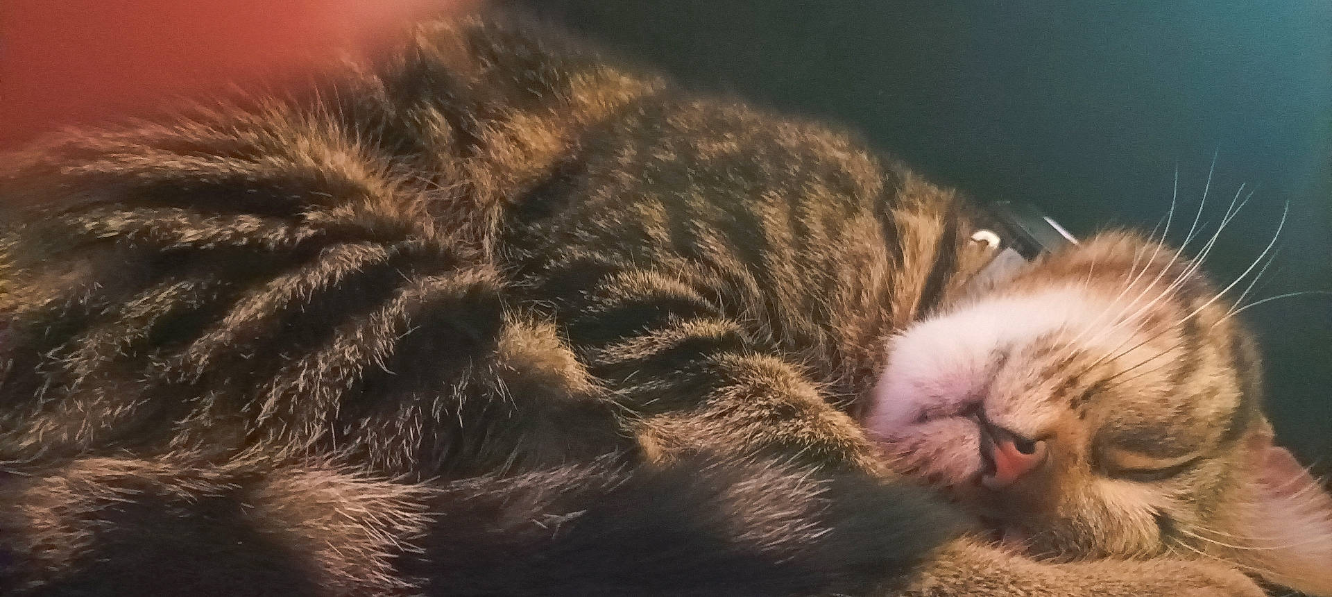 Baki a rejoint le concours — aidez-le/la à gagner de superbes lots ! abyssinian, animal, bodypart, cat, couch, electronics, furniture, hardware, kitten, manx, mouth, person, pet, siamese, sleeping