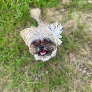 Wendy joined the competition — help win amazing prizes! dog, flower, grass, pet, cute, happy, animal, outdoor, smiling, fur, small_dog, nature, portrait, greenery, friendly, canine, head, face, flower_accessory, summer