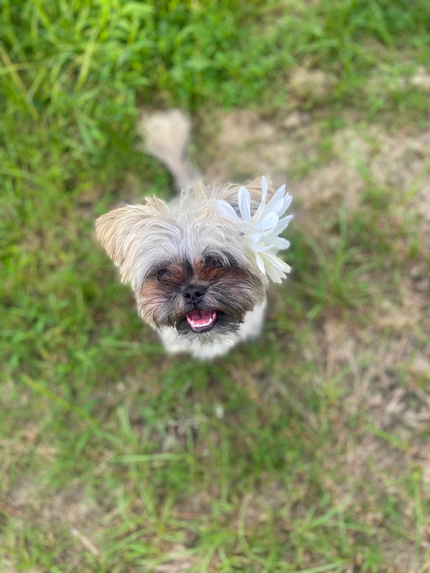 Wendy joined the competition — help win amazing prizes! dog, flower, grass, pet, cute, happy, animal, outdoor, smiling, fur, small_dog, nature, portrait, greenery, friendly, canine, head, face, flower_accessory, summer