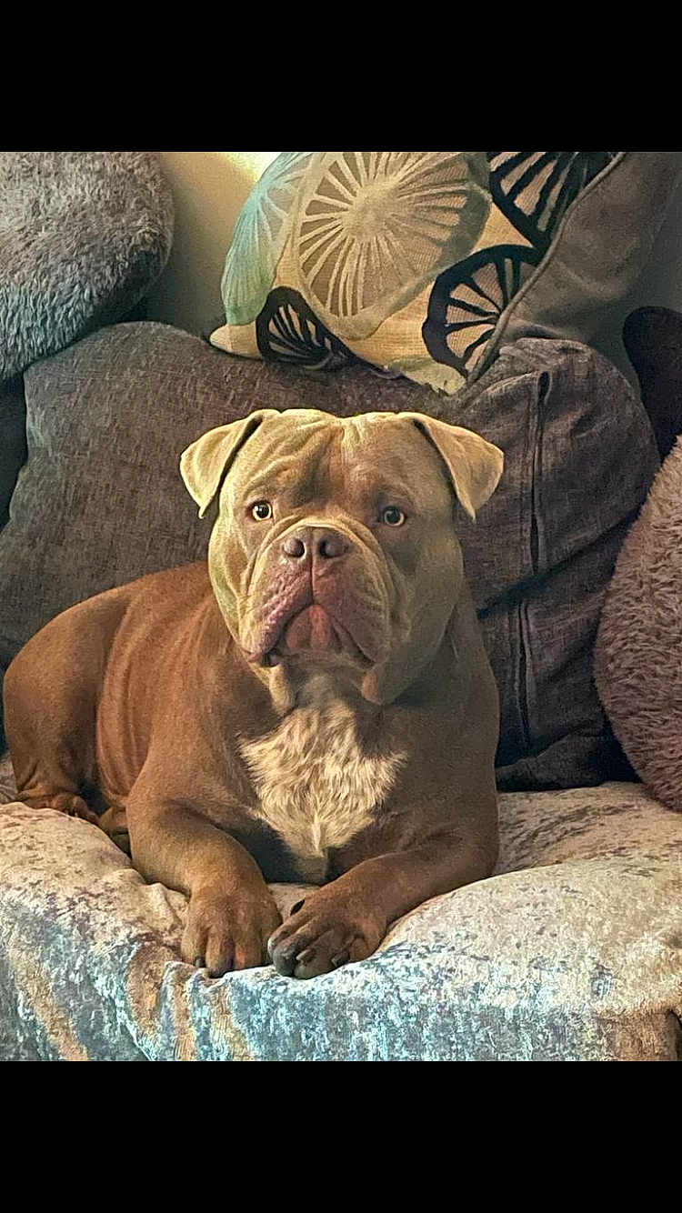 Hugo