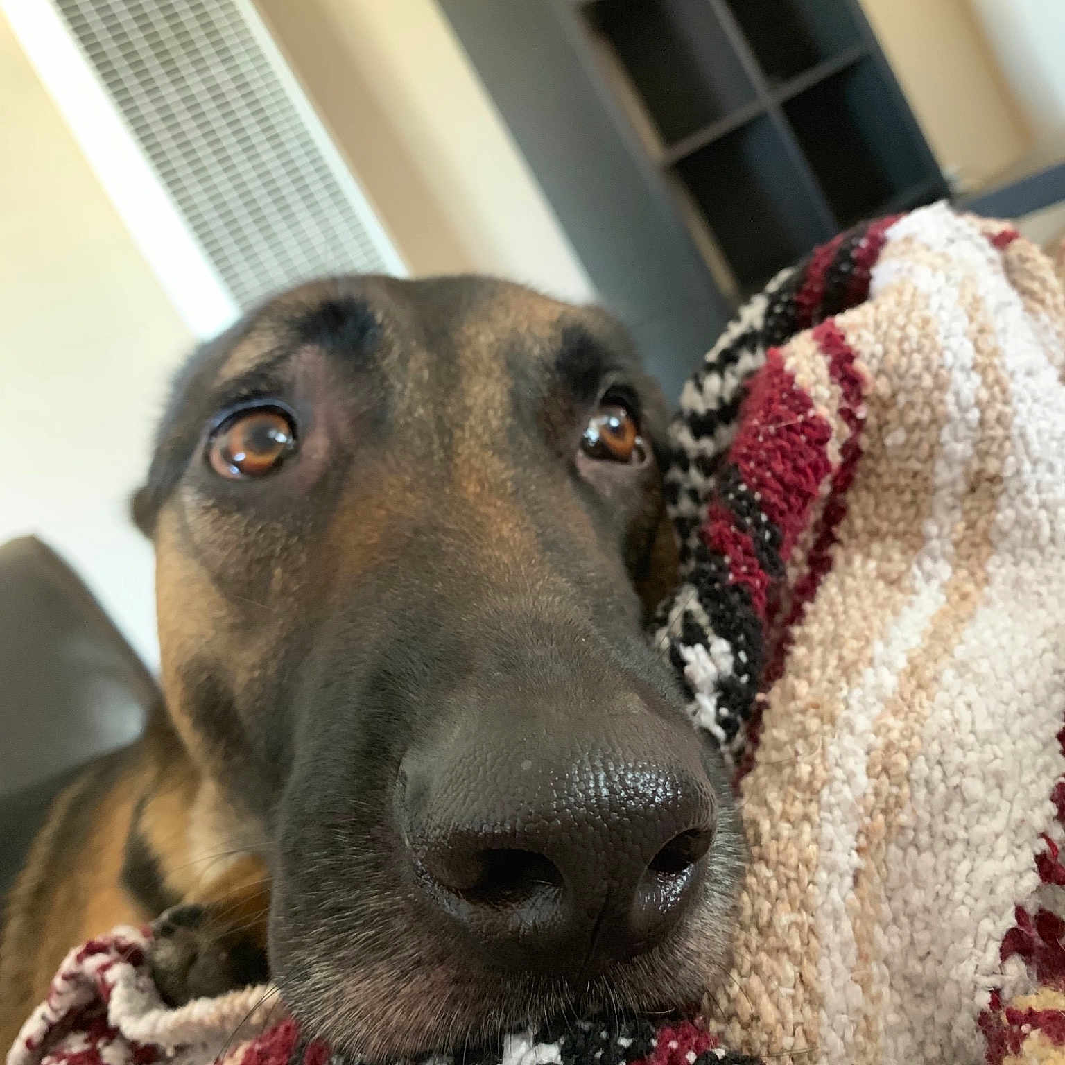 Keiko joined the competition — help win amazing prizes! canidae, carnivore, dog, dog_breed, fawn, galgo_espanol, greyhound, italian_greyhound, mammal, nose, polish_greyhound, sloughi, snout, sporting_group, vertebrate, whiskers