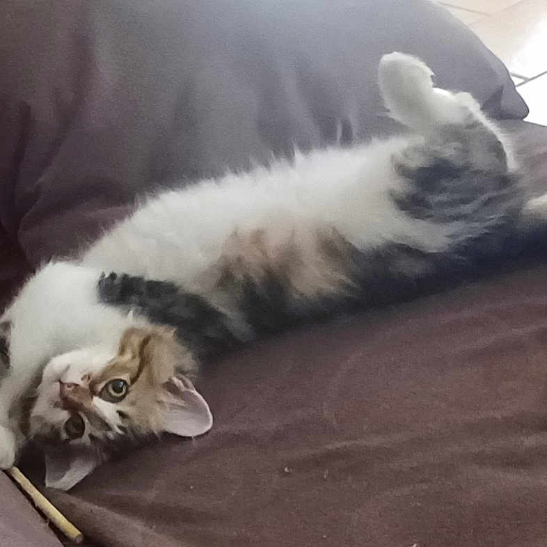 Atik participe au concours pour gagner de l'argent avec cette photo : animal, brown_couch, cat, comfort, cozy, cute, eyes, feline, fluffy, fur, home, indoor, kitten, paws, pet, relaxed, stretching, tail, upside_down, whiskers