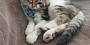 Atik a rejoint le concours — aidez-le/la à gagner de superbes lots ! animal, bandana, brown, cat, couch, cute, domestic, ears, feline, fluffy, fur, indoor, kitten, paws, pet, relaxed, resting, soft, whiskers, young
