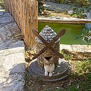 Atik participe au concours pour gagner de l'argent avec cette photo : animal, cat, curious, daytime, flowers, garden, grass, miniature_windmill, nature, outdoor, pet, plants, pond, relaxing, rustic, shadow, stone_path, stone_structure, sunlight, wooden_blades