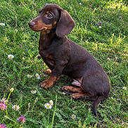 Biscuit participe au concours pour gagner de l'argent avec cette photo : dog, puppy, dachshund, brown_fur, short_legs, long_body, floppy_ears, sitting, outdoor, garden, meadow, grass, wildflowers, daisies, clover, nature, portrait, animal, daylight, cute