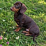 dog, puppy, dachshund, brown_fur, short_legs, long_body, floppy_ears, sitting, outdoor, garden, meadow, grass, wildflowers, daisies, clover, nature, portrait, animal, daylight, cute