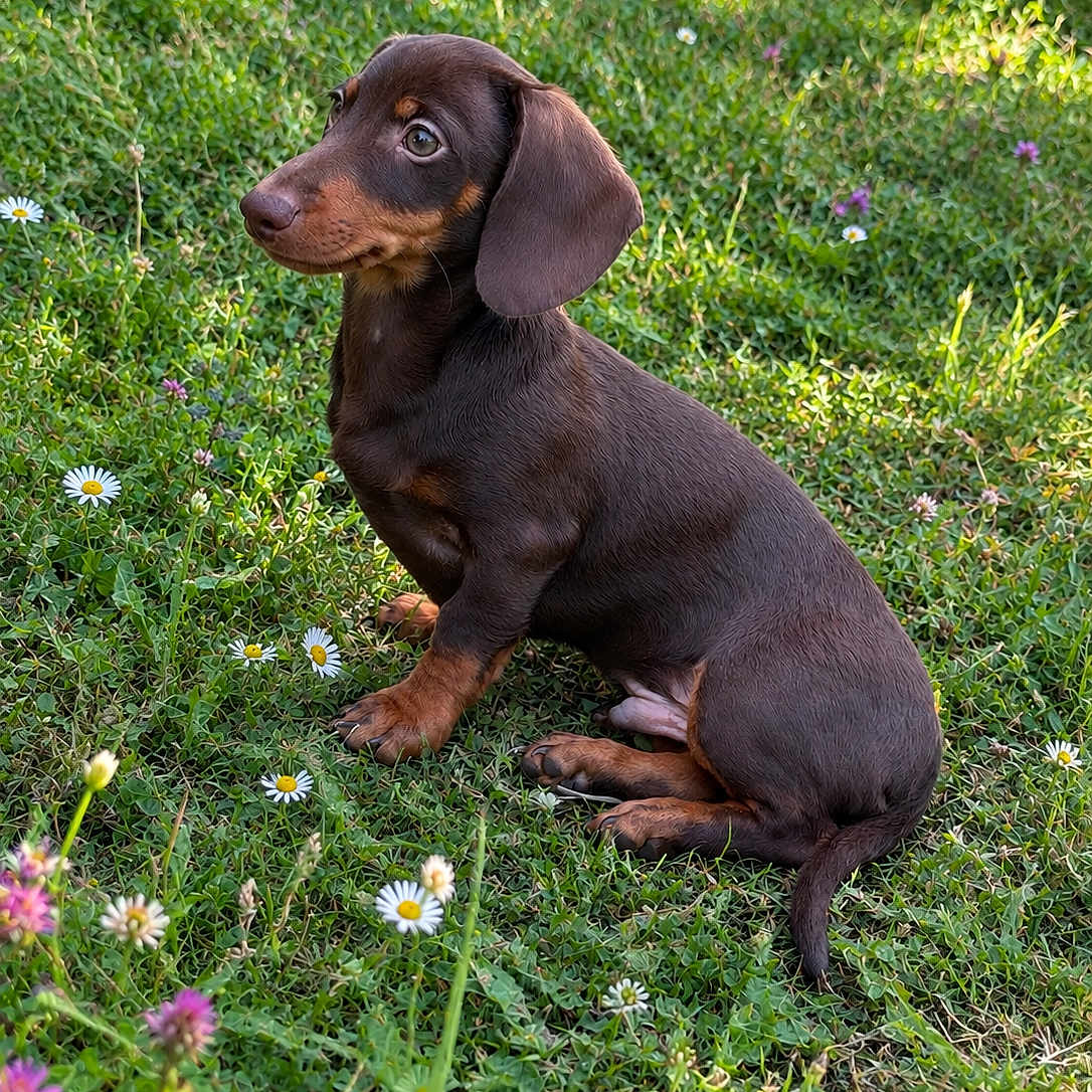 Biscuit
