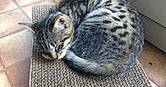 Athena a rejoint le concours — aidez-le/la à gagner de superbes lots ! cat, tabby, sleeping, curling, scratch_pad, floor, tile, indoor, pet, fur, whiskers, ears, tail, resting, domestic_animal, quiet, cozy, peaceful, animal, closeup