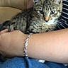 Athena a rejoint le concours — aidez-le/la à gagner de superbes lots ! kitten, tabby, cat, pet, animal, feline, arms, human, bracelet, couch, striped_shirt, indoor, closeup, comfort, cuddling, cute, young, fur, whiskers, resting