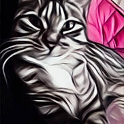 Athena a rejoint le concours — aidez-le/la à gagner de superbes lots ! cat, striped_cat, feline, pet, animal, pink_background, closeup, portrait, relaxed, indoor, artistic, stylized, black_and_white, whiskers, ears, fur, face, eyes, texture, pattern