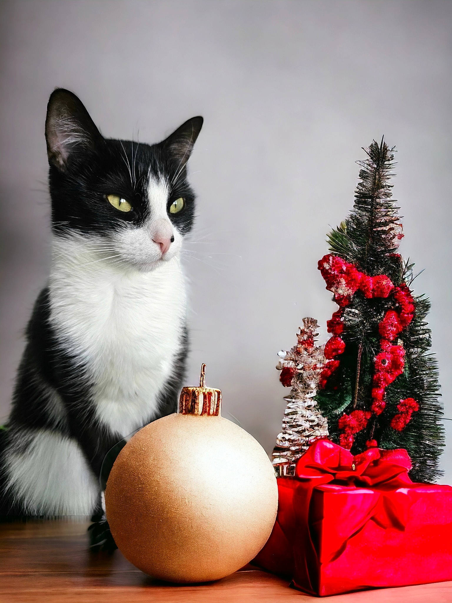 Bella a rejoint le concours — aidez-le/la à gagner de superbes lots ! carmine, carnivore, cat, christmas_ornament, conifer, domestic_short_haired_cat, event, felidae, fur, holiday, ornament, serveware, sitting, small_to_medium_sized_cats, snout, tail, toy, whiskers, window, wood